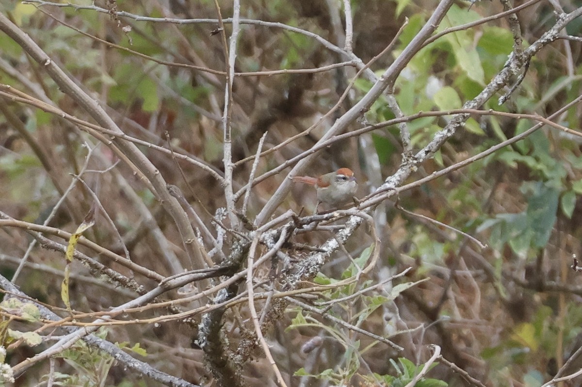 Line-cheeked Spinetail (Line-cheeked) - ML643180759