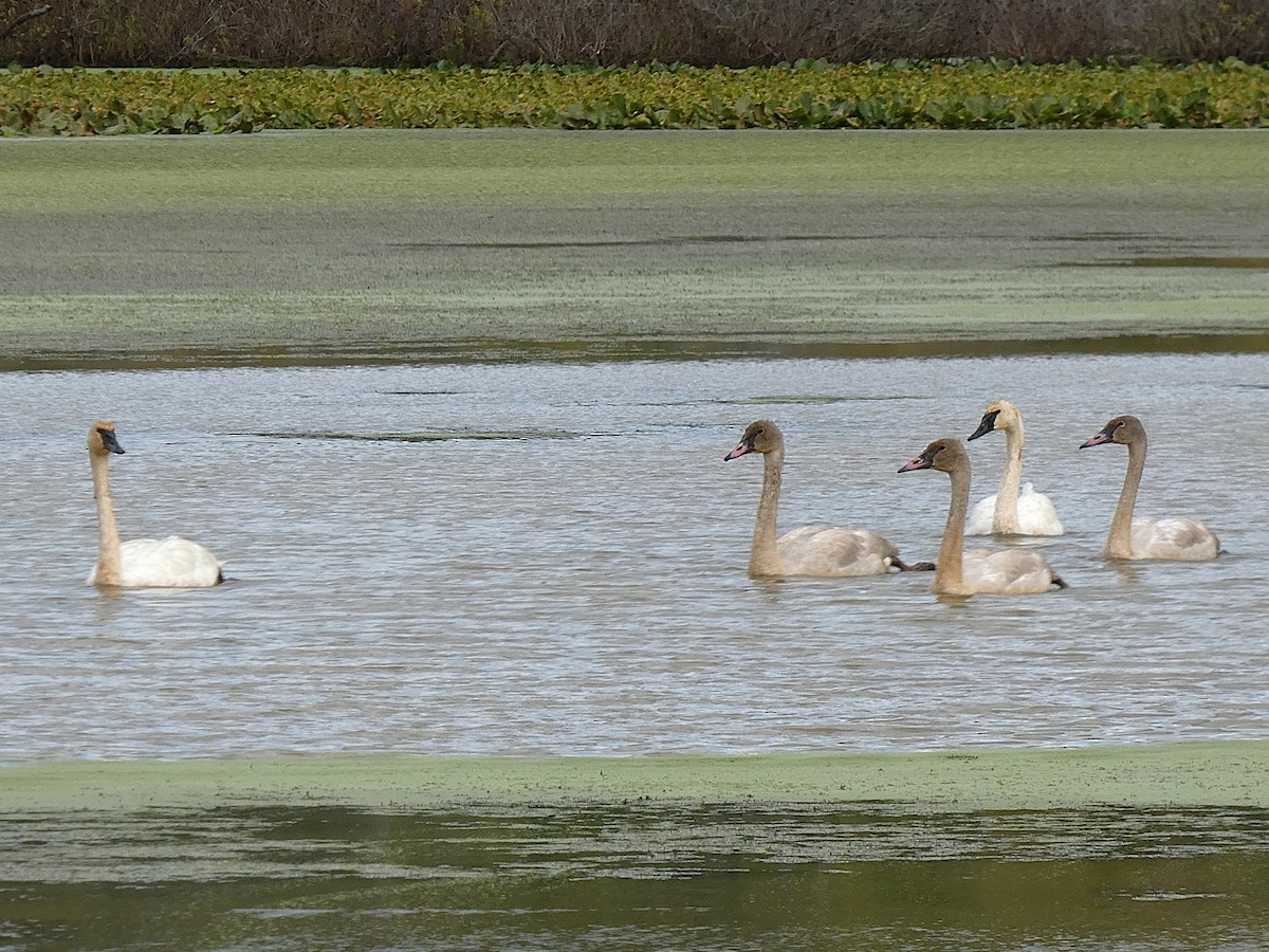 ברבור אמריקני - ML643180772