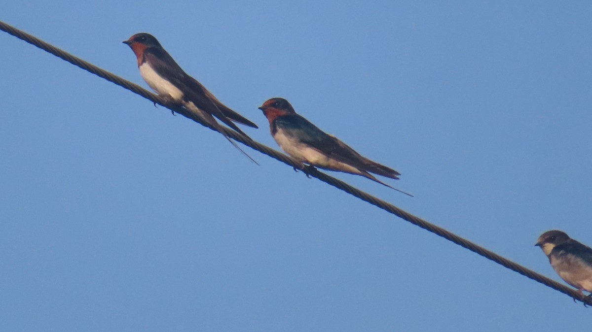 Hirondelle rustique - ML643180777