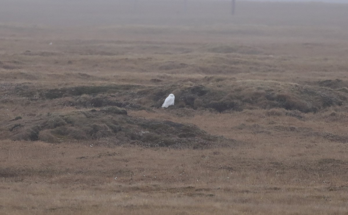 Harfang des neiges - ML643180784