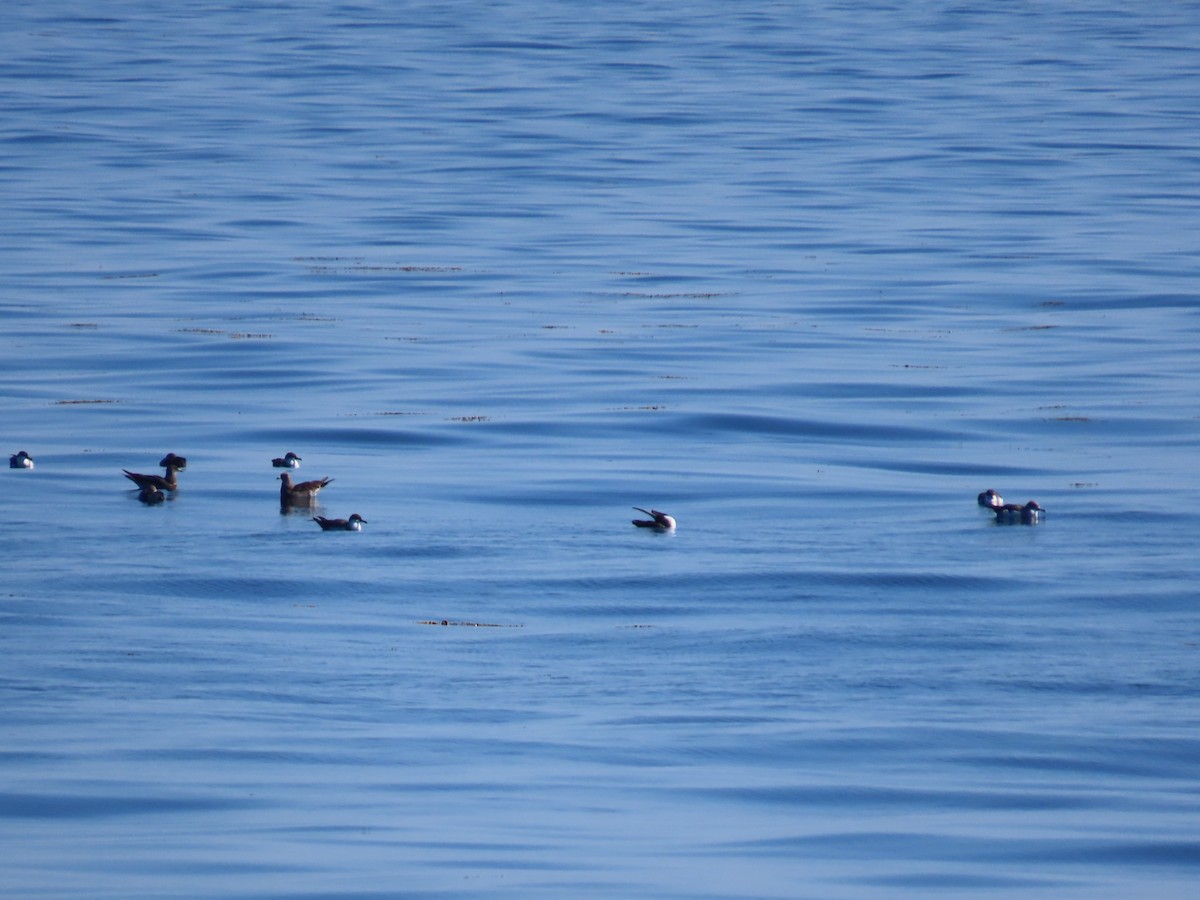 jaeger sp. - ML643180805