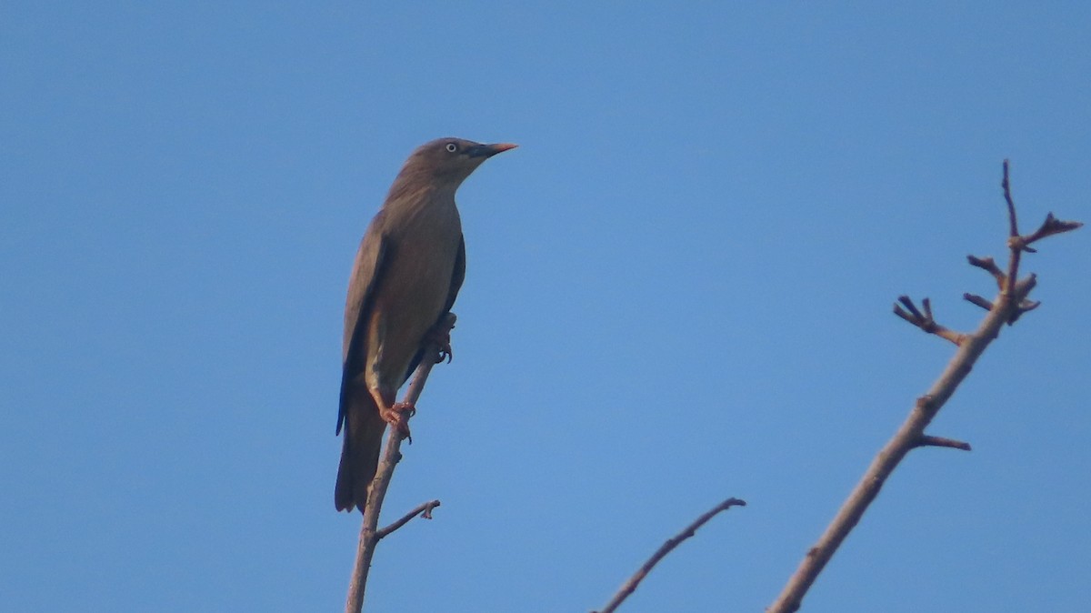 Chestnut-tailed Starling - ML643180824