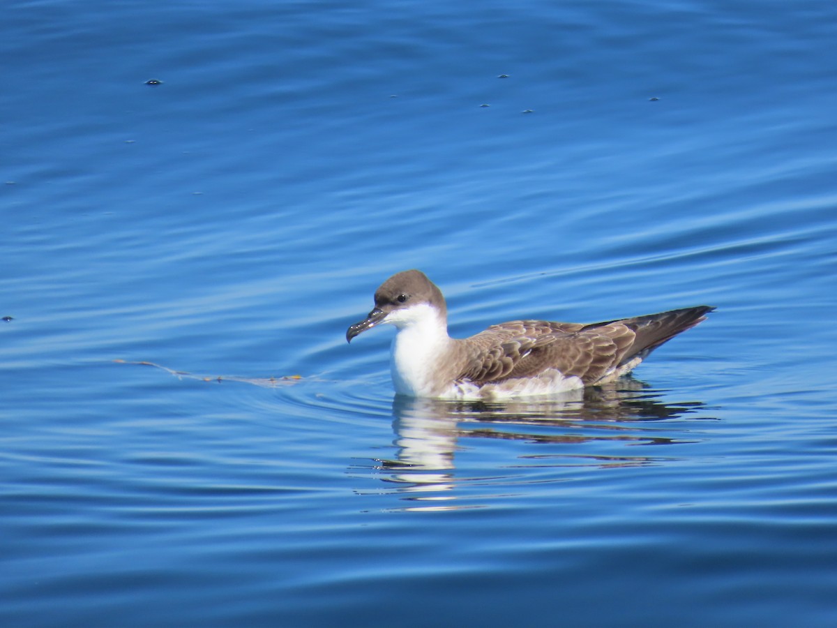 Great Shearwater - ML643180826
