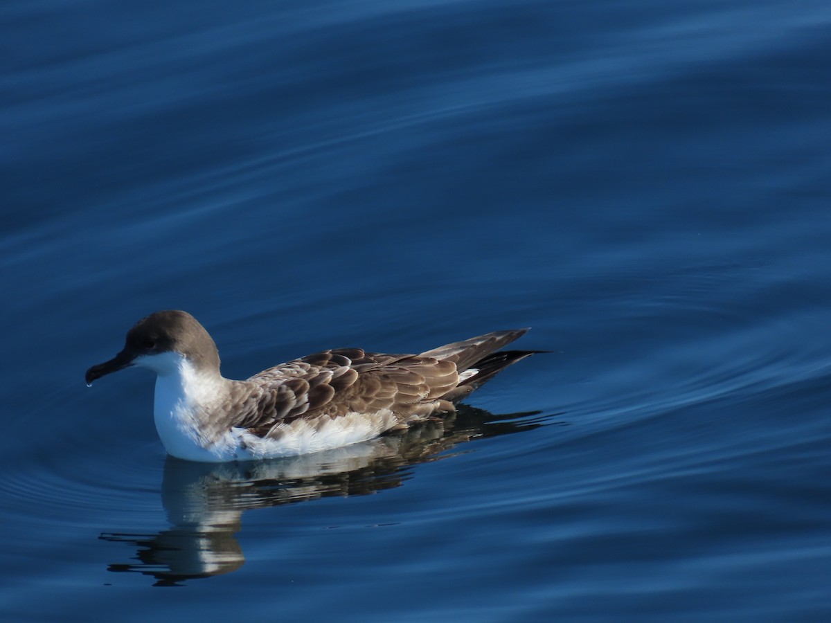 Great Shearwater - ML643180827