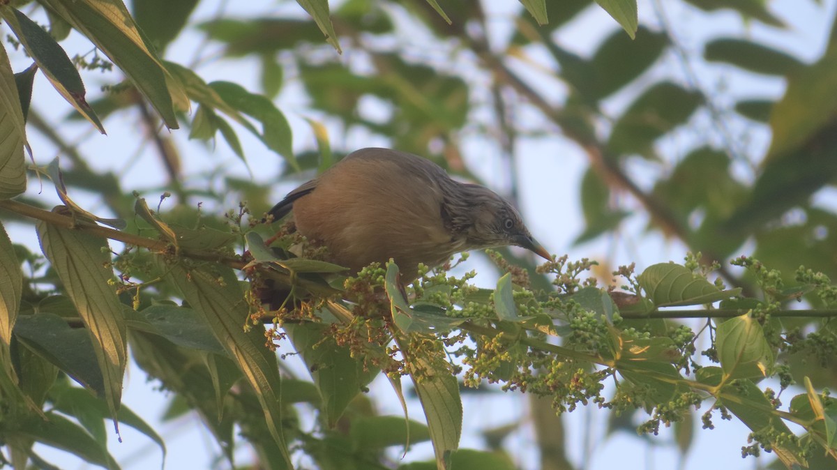 Chestnut-tailed Starling - ML643180830