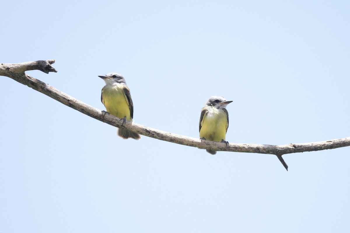 Couch's Kingbird - ML643180832