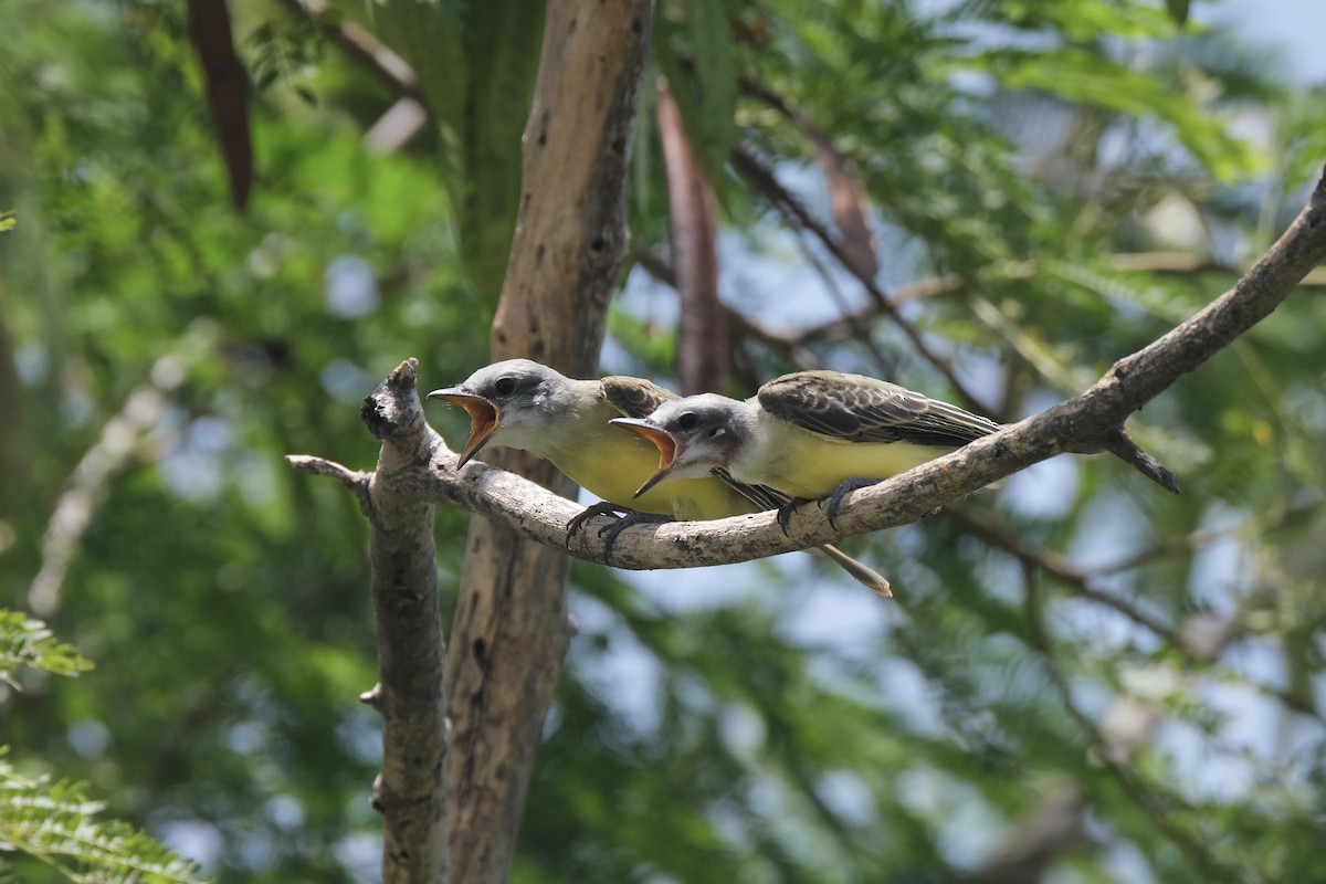 Couch's Kingbird - ML643180833