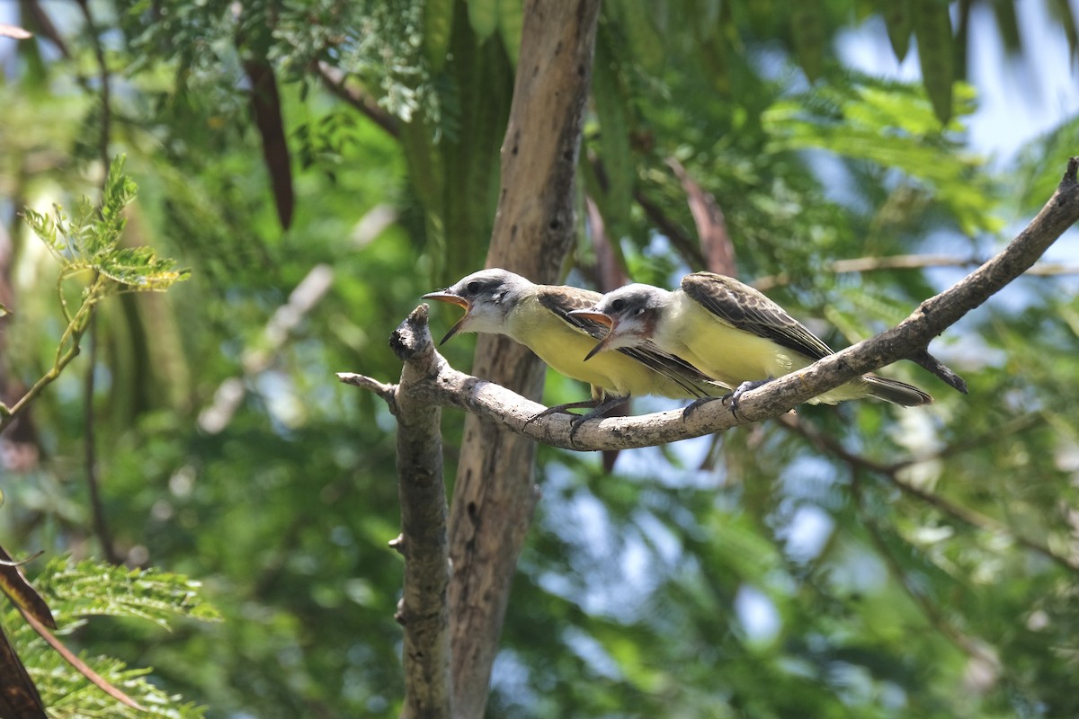 Couch's Kingbird - ML643180834