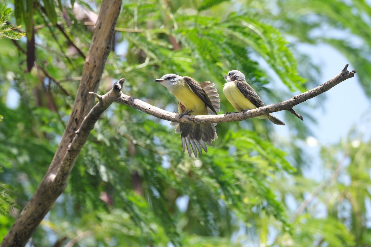 Couch's Kingbird - ML643180836