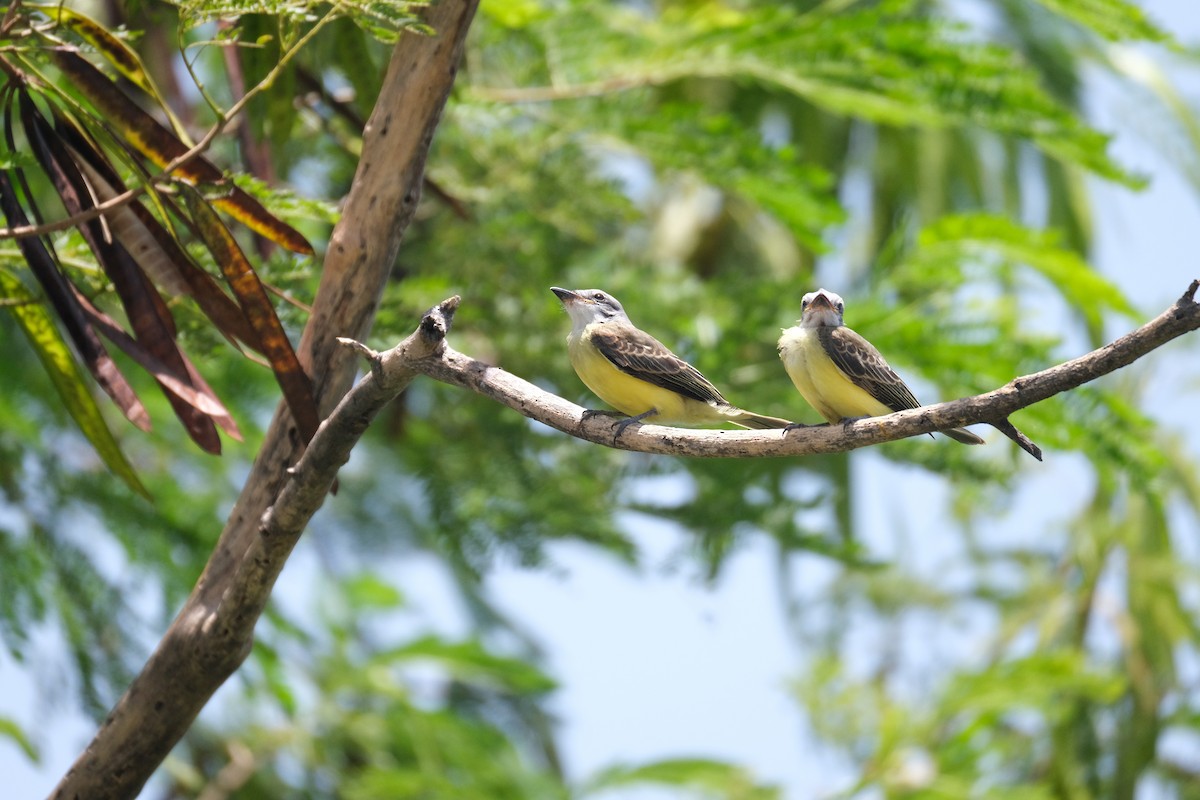 Couch's Kingbird - ML643180837