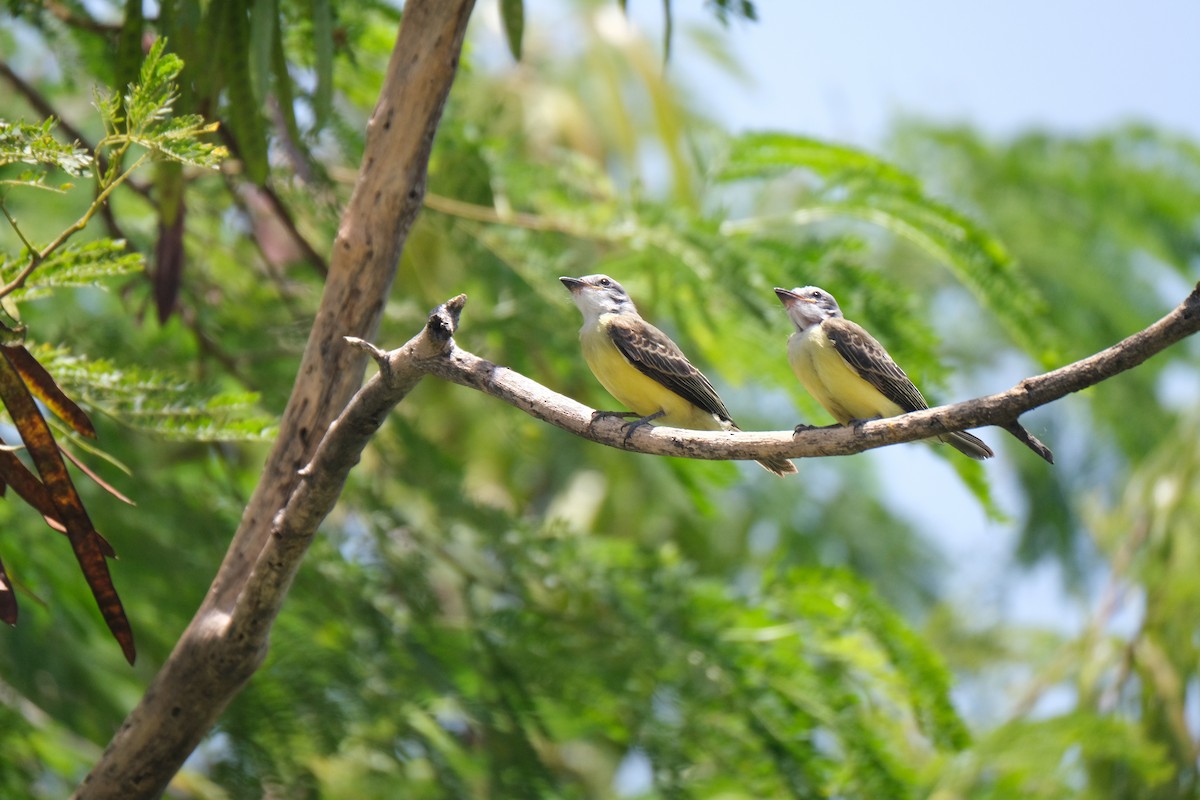 Couch's Kingbird - ML643180838