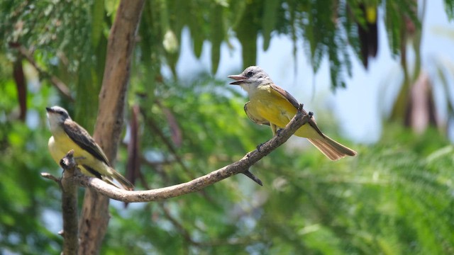 Couch's Kingbird - ML643180841