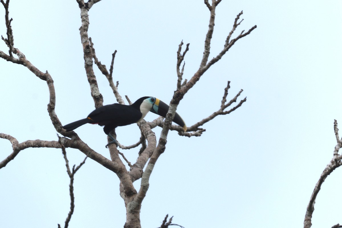 White-throated Toucan - ML643180842