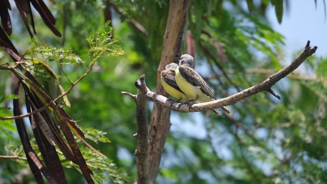 Couch's Kingbird - ML643180844