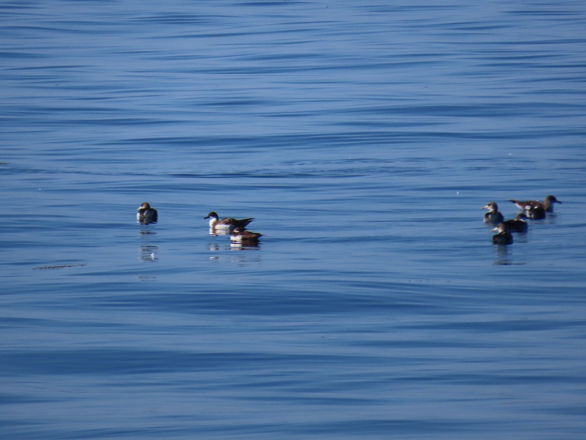Cory's Shearwater - ML643180859