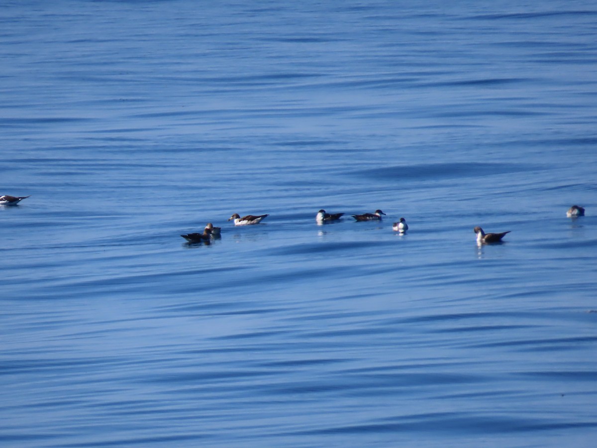 Great Shearwater - ML643180865