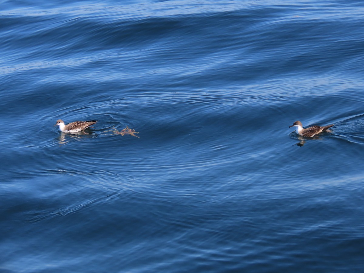 Great Shearwater - ML643180866