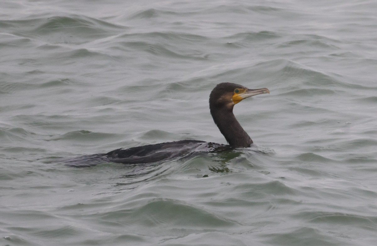 Great Cormorant - ML643180870
