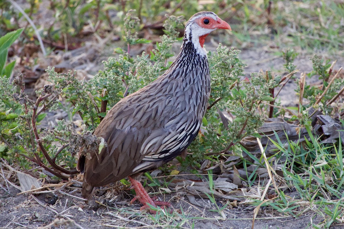 Francolin à gorge rouge - ML643180880