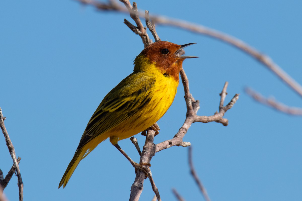 Paruline jaune ou P. des mangroves - ML643180881