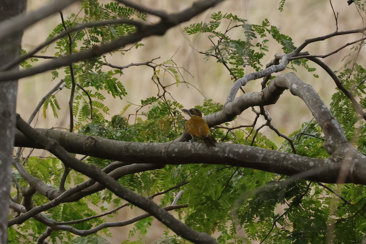 Bar-bellied Woodpecker - ML643180890