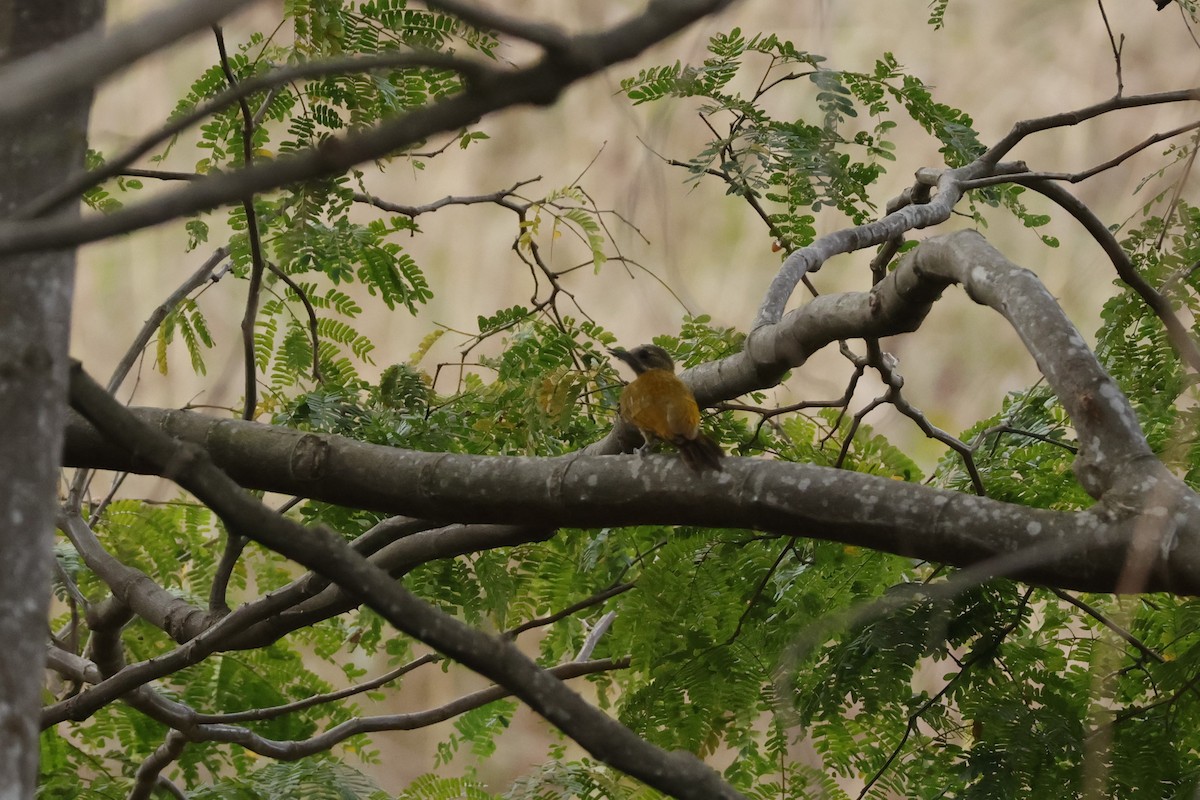 Bar-bellied Woodpecker - ML643180891