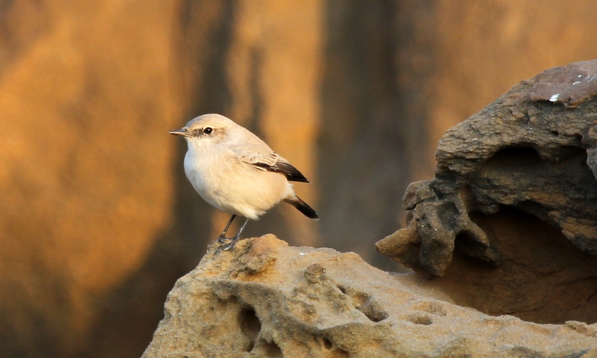 Persian Wheatear - ML643180892
