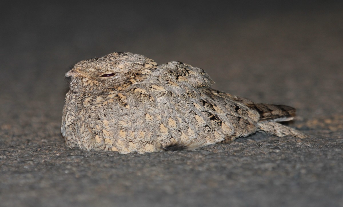 Sykes's Nightjar - ML643180897
