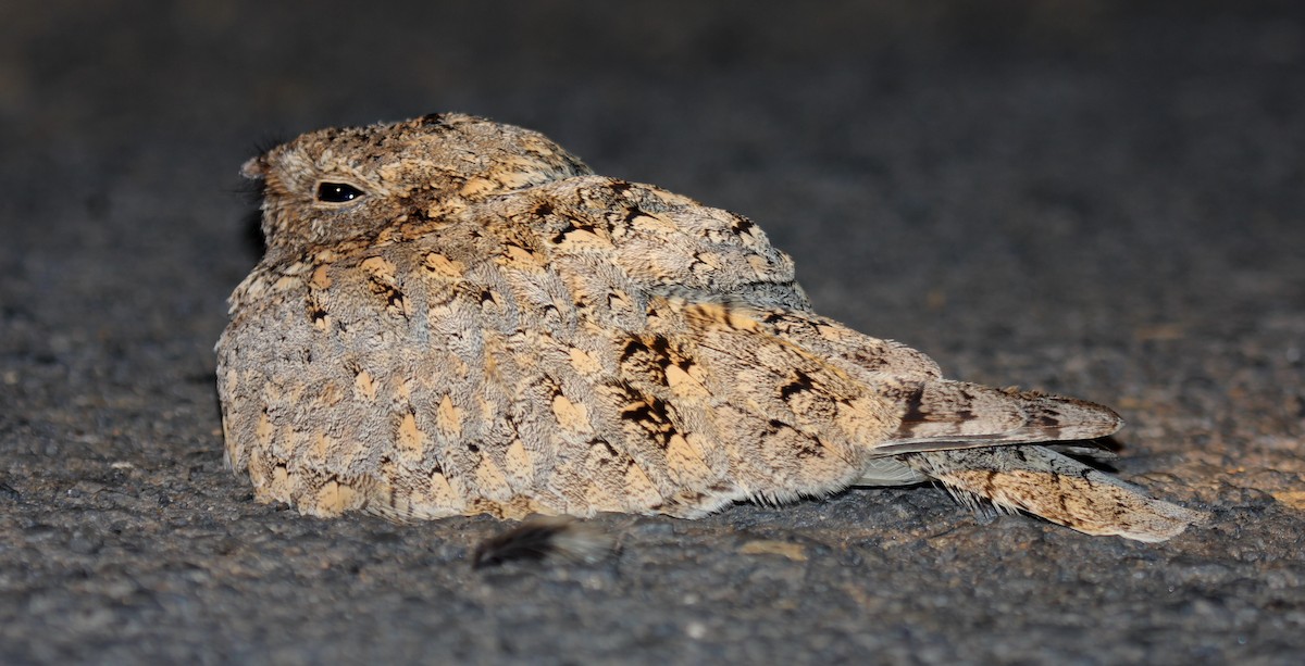 Sykes's Nightjar - ML643180901