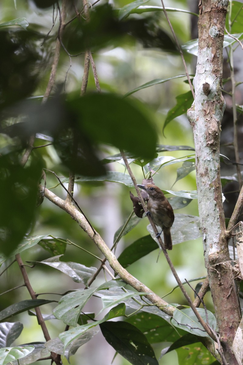 Mouse-colored Antshrike - ML643180918