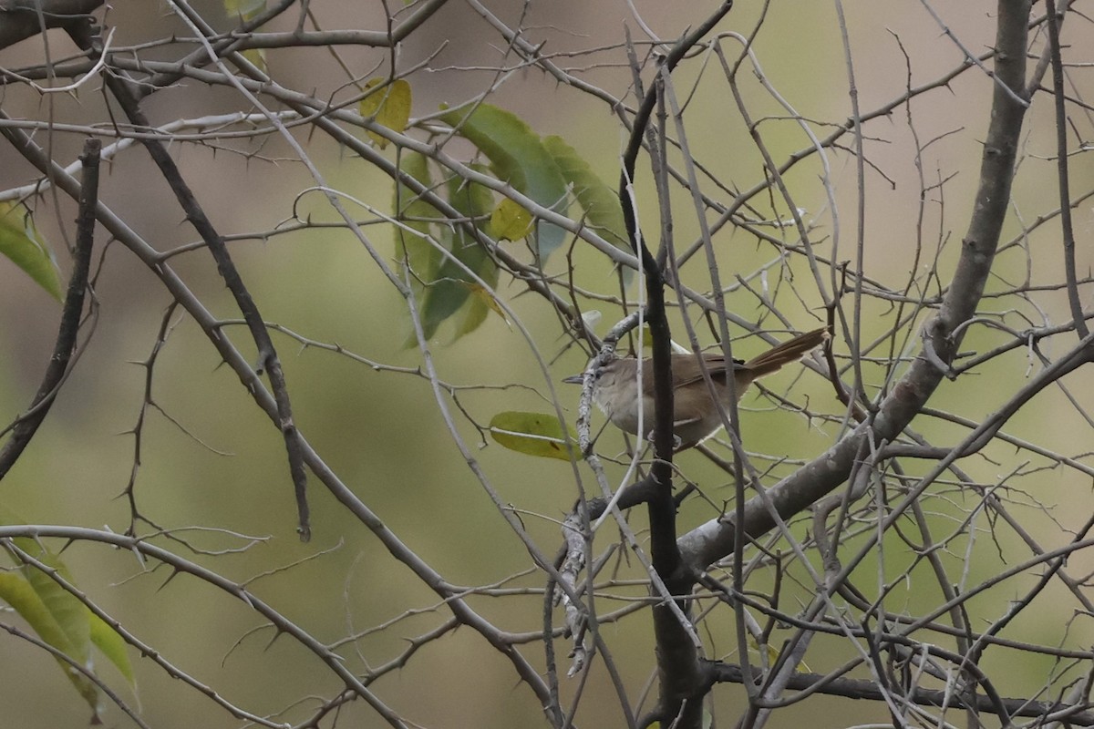 rustpannetornfugl (rufifrons gr.) - ML643180924