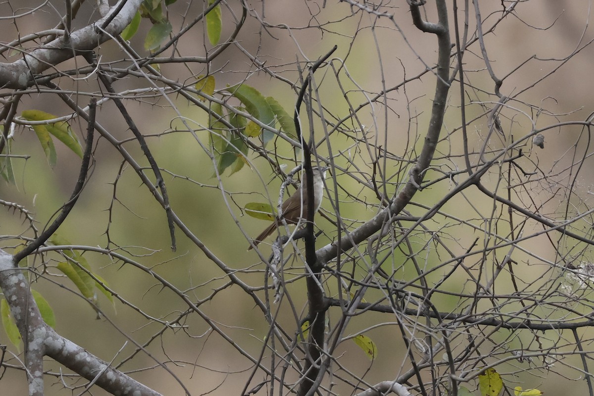 rustpannetornfugl (rufifrons gr.) - ML643180925