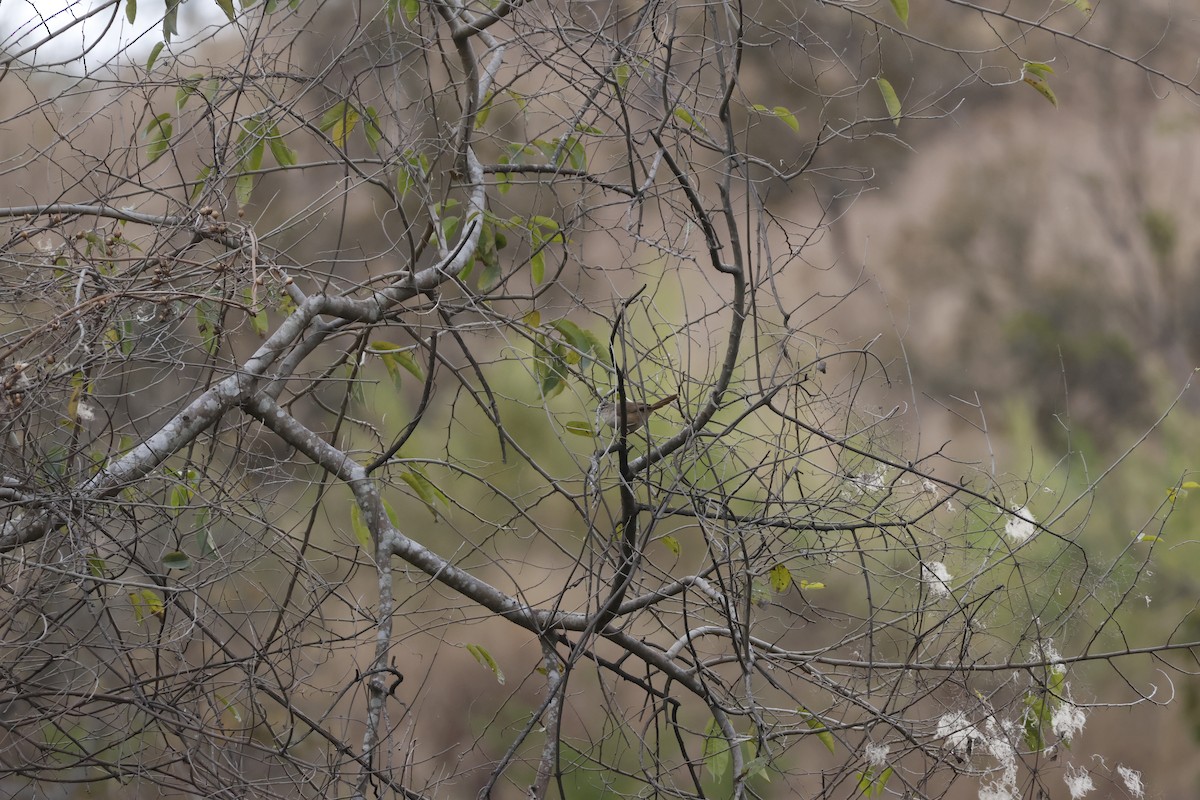 rustpannetornfugl (rufifrons gr.) - ML643180926