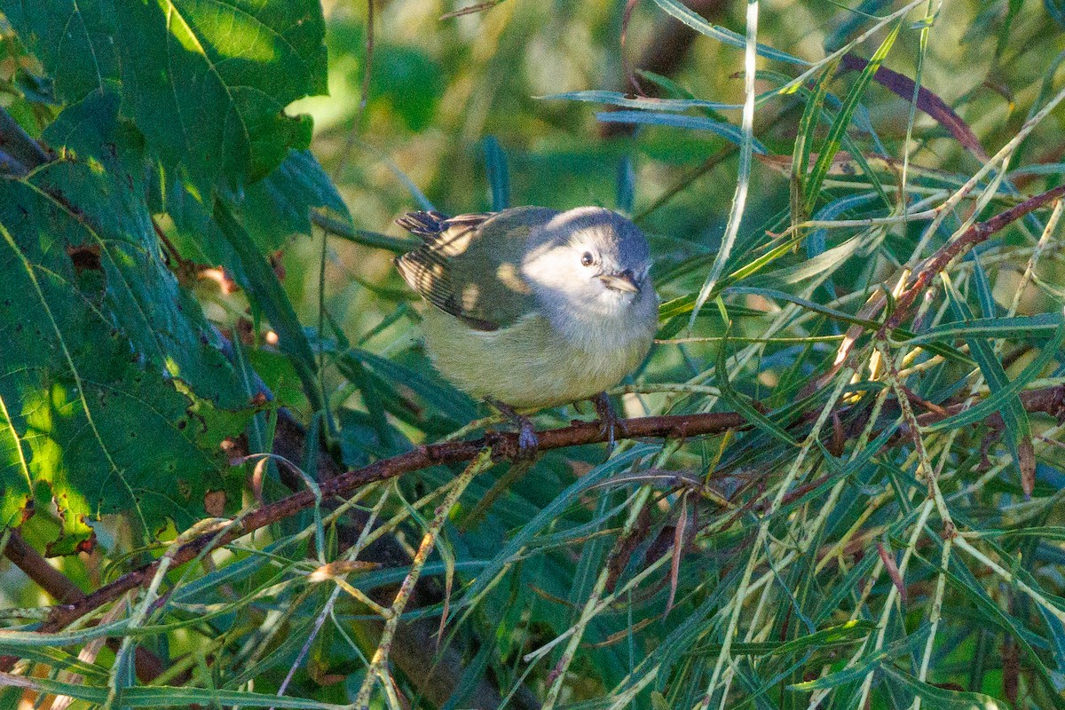 Orange-crowned Warbler - ML643180927