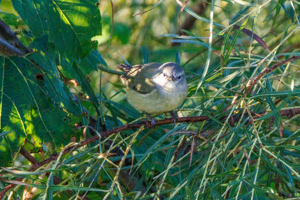 Orange-crowned Warbler - ML643180929