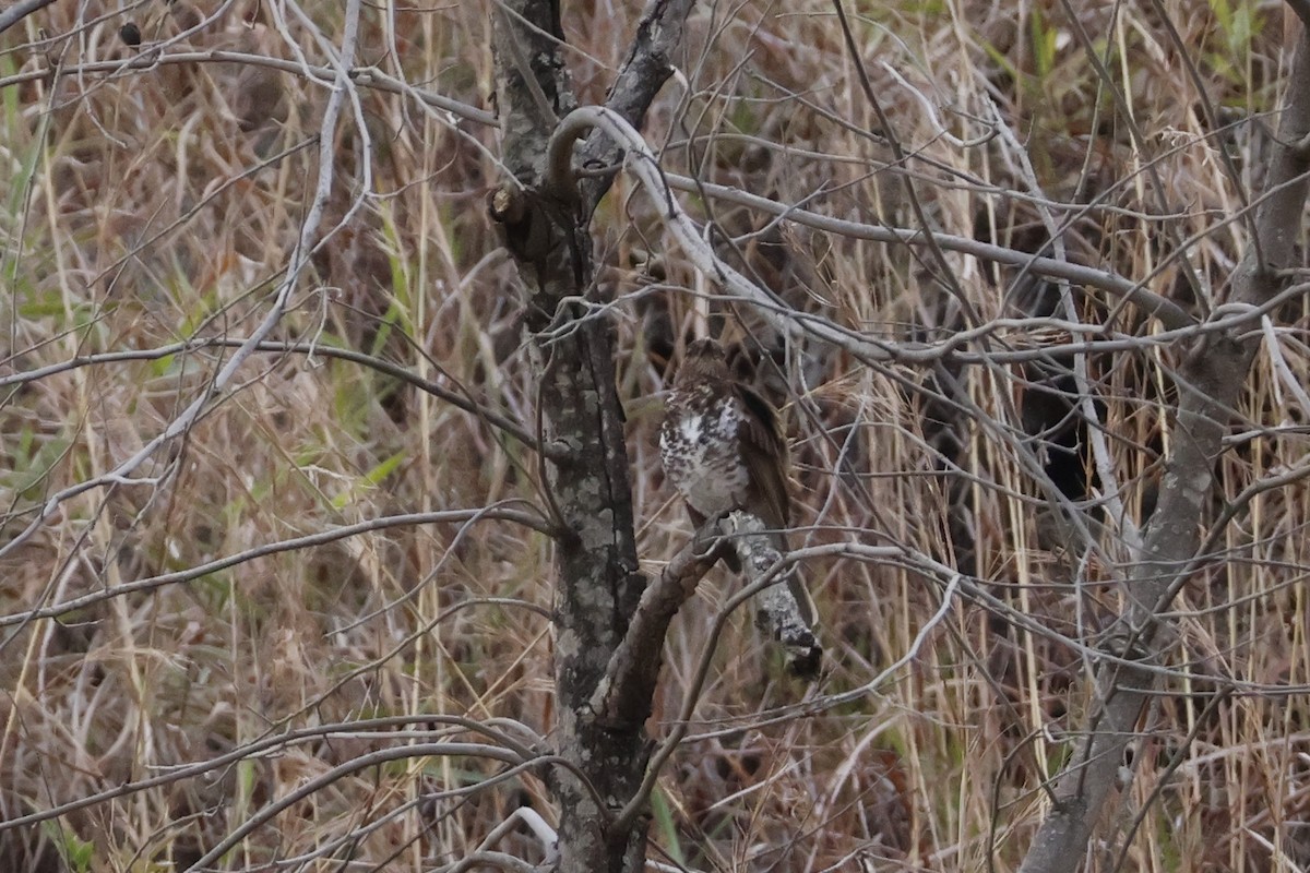 Marañon Thrush - ML643180930