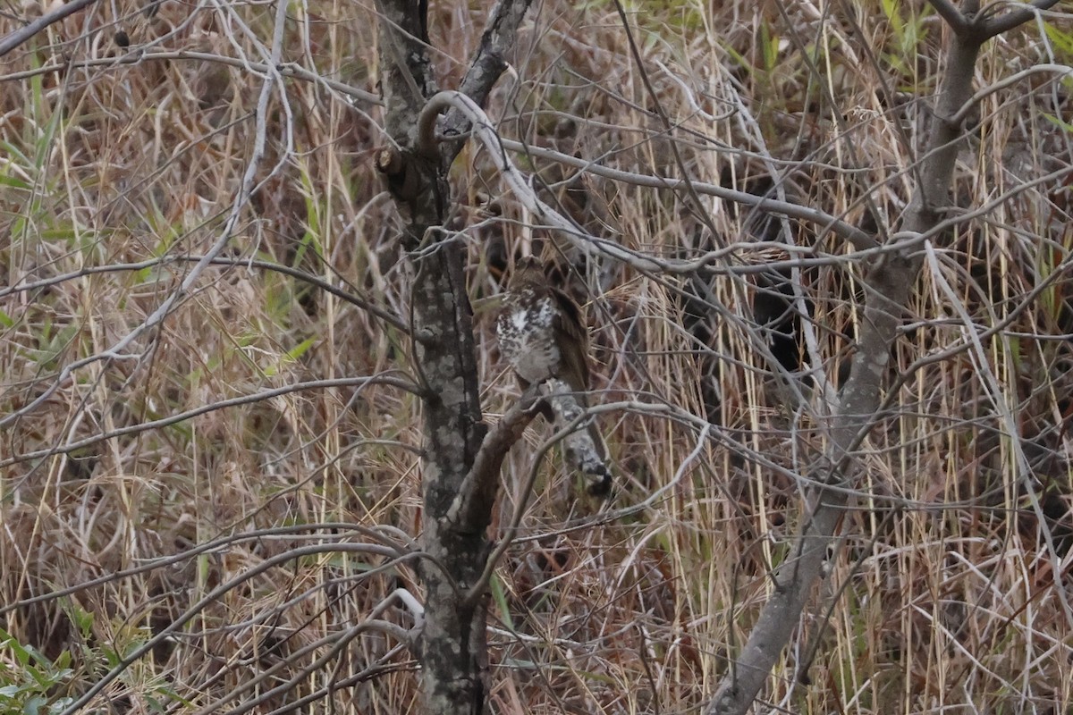 Marañon Thrush - ML643180931