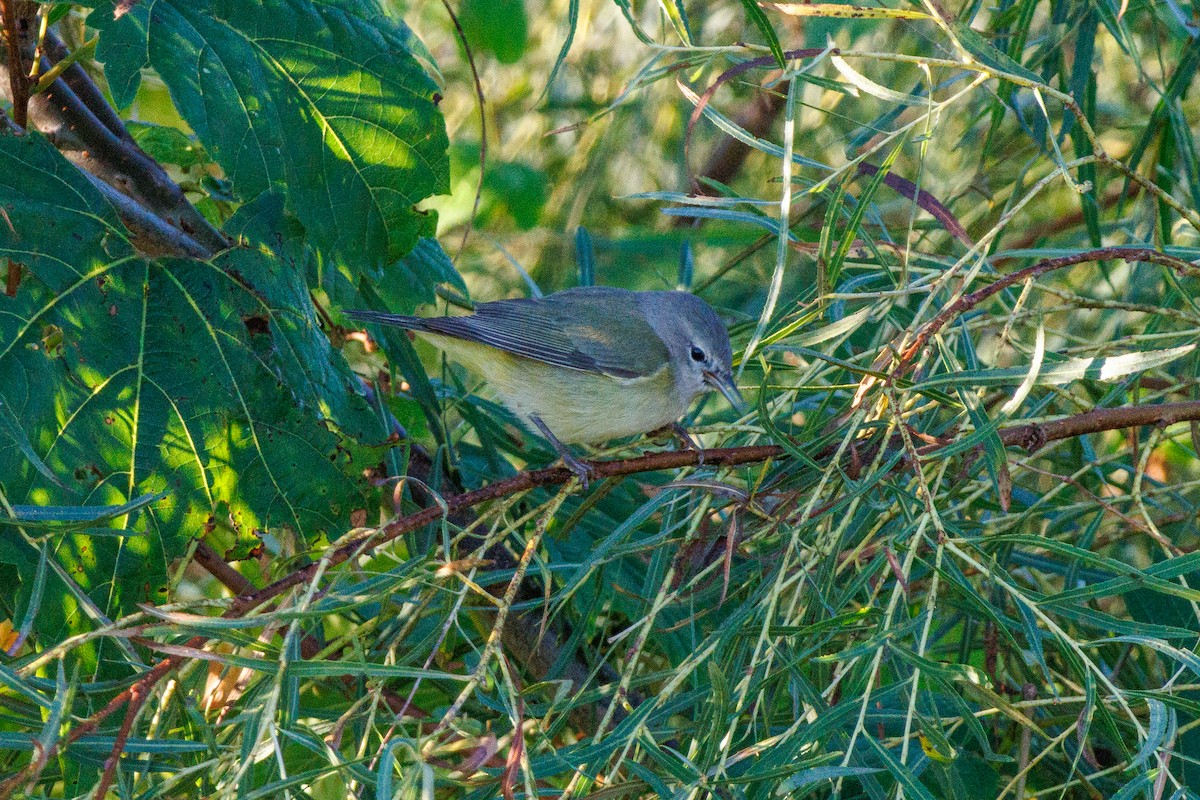 Orange-crowned Warbler - ML643180936