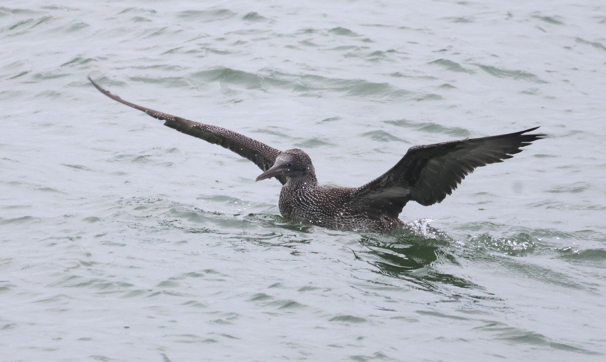 Northern Gannet - ML643180946