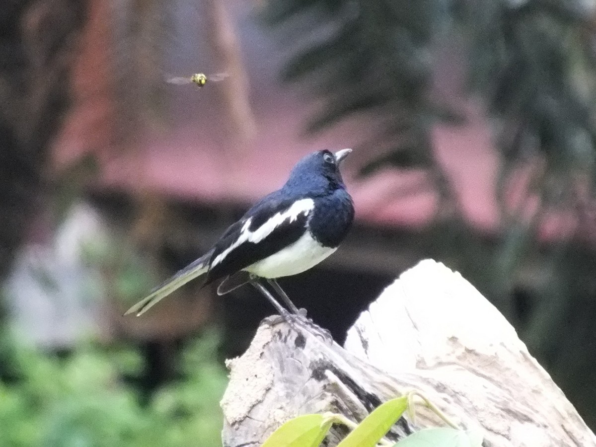 Oriental Magpie-Robin - ML643180976