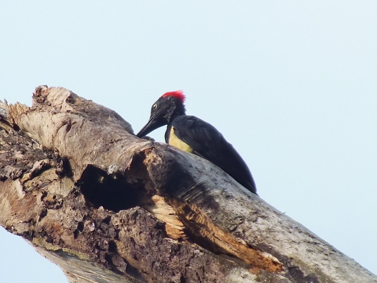 White-bellied Woodpecker - ML643180984