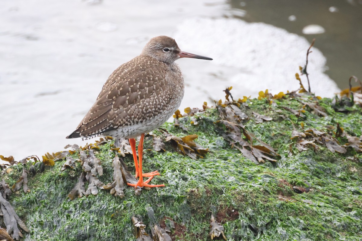 Common Redshank - ML643180988