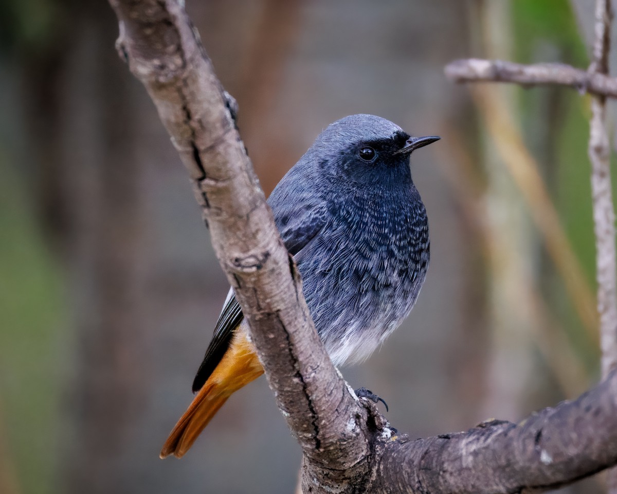 Black Redstart (Western) - ML643181014