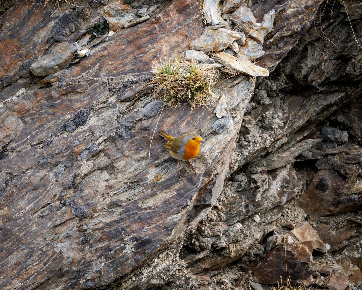 European Robin - ML643181016