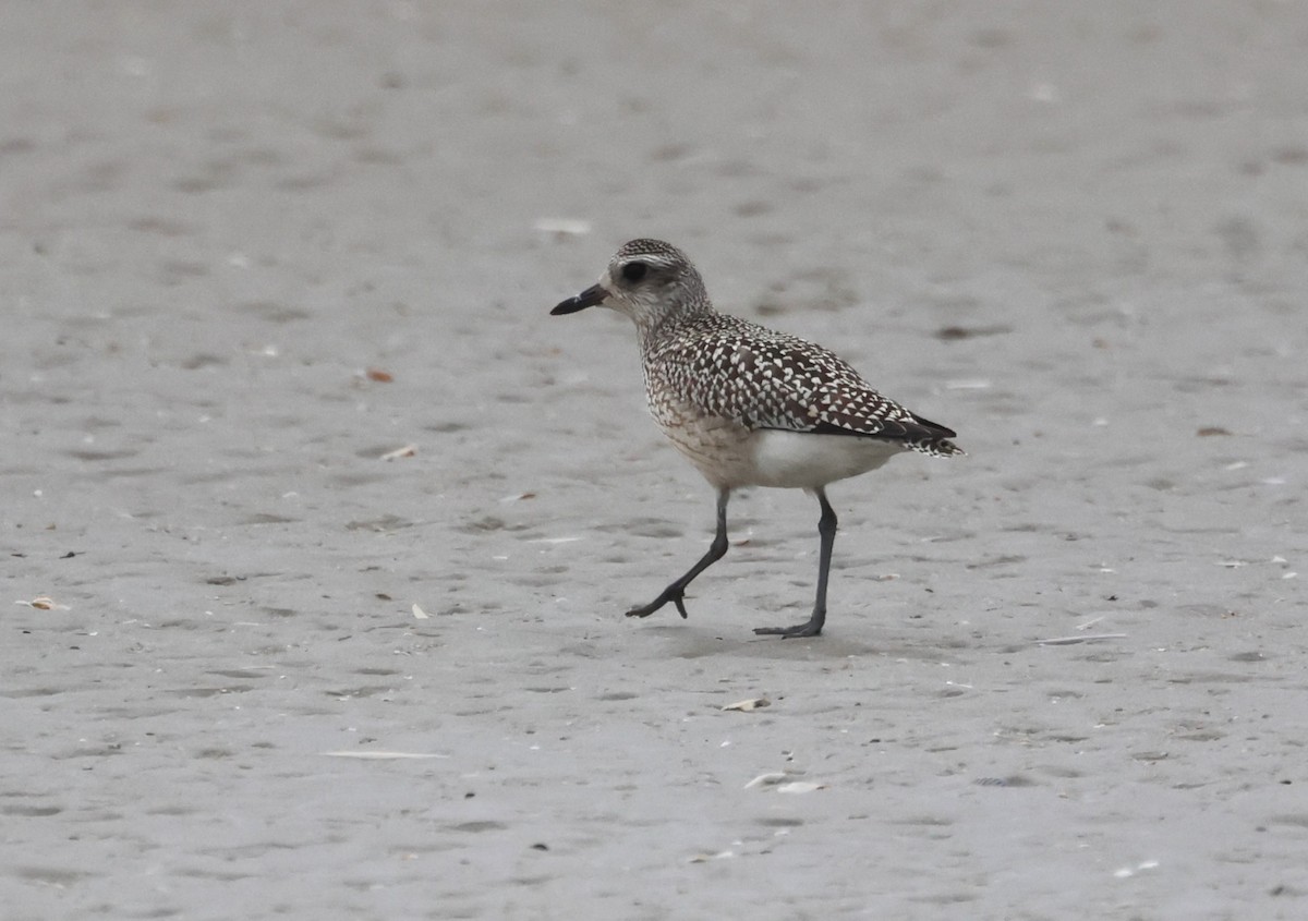 Black-bellied Plover - ML643181025