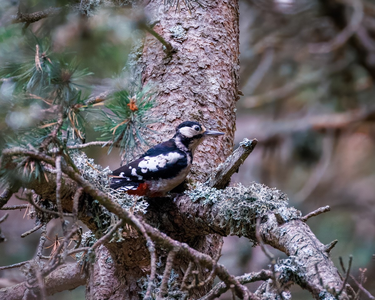 Great Spotted Woodpecker - ML643181027