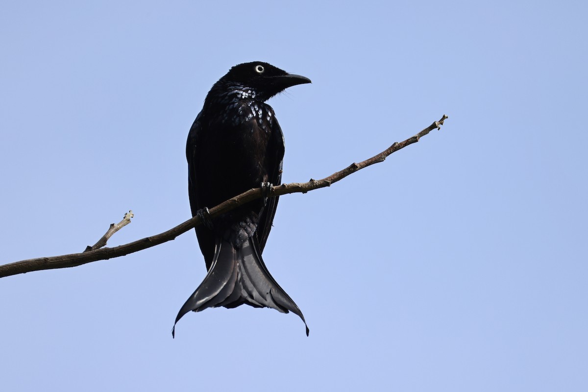 Drongo à crinière (leucops/banggaiensis) - ML643181036