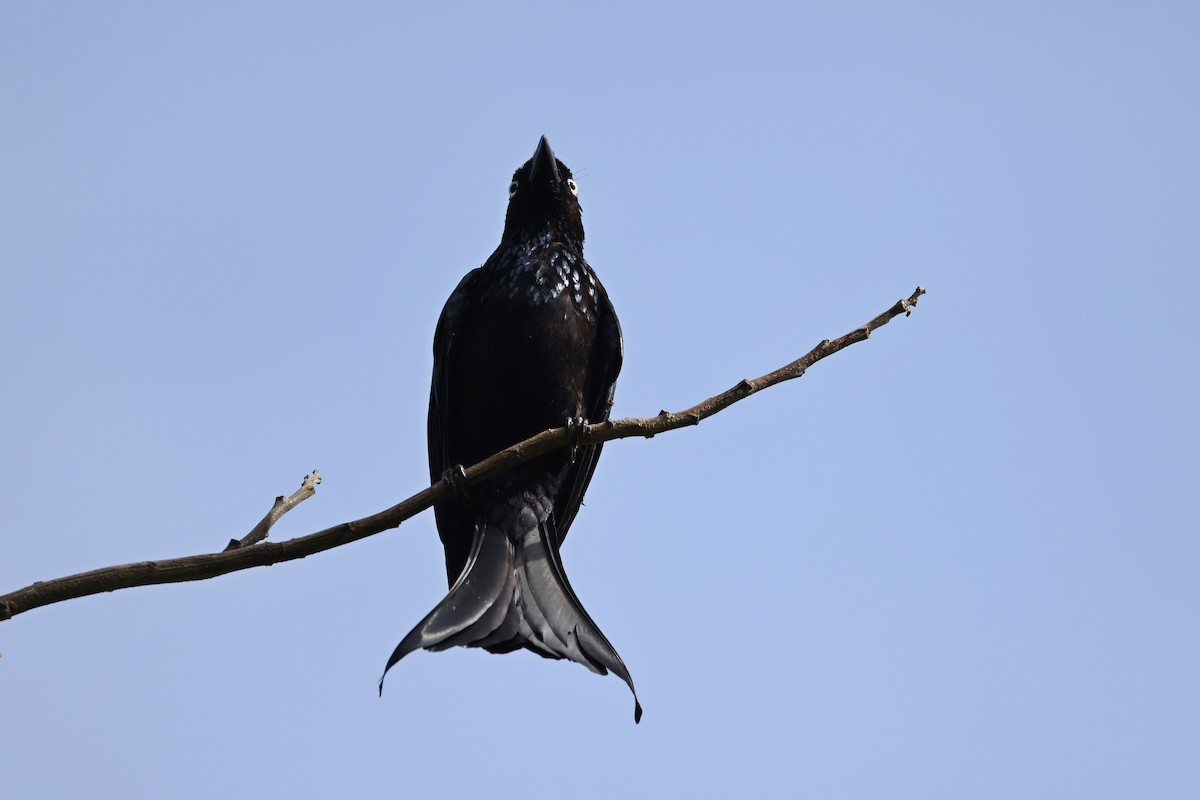 Drongo à crinière (leucops/banggaiensis) - ML643181038