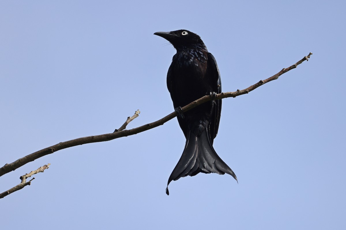 Drongo à crinière (leucops/banggaiensis) - ML643181039