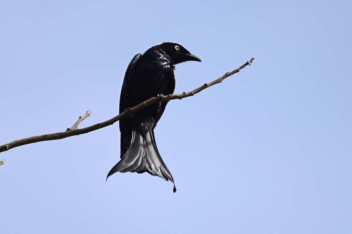 Drongo à crinière (leucops/banggaiensis) - ML643181040